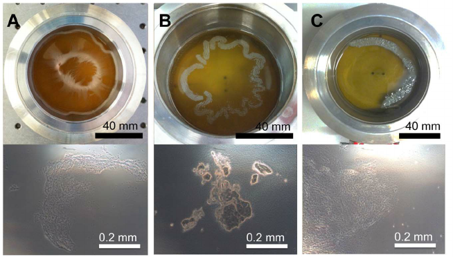 Biofilm-formation-at-the-water-air-interface-Macroscopic-top-and-microscopic-images