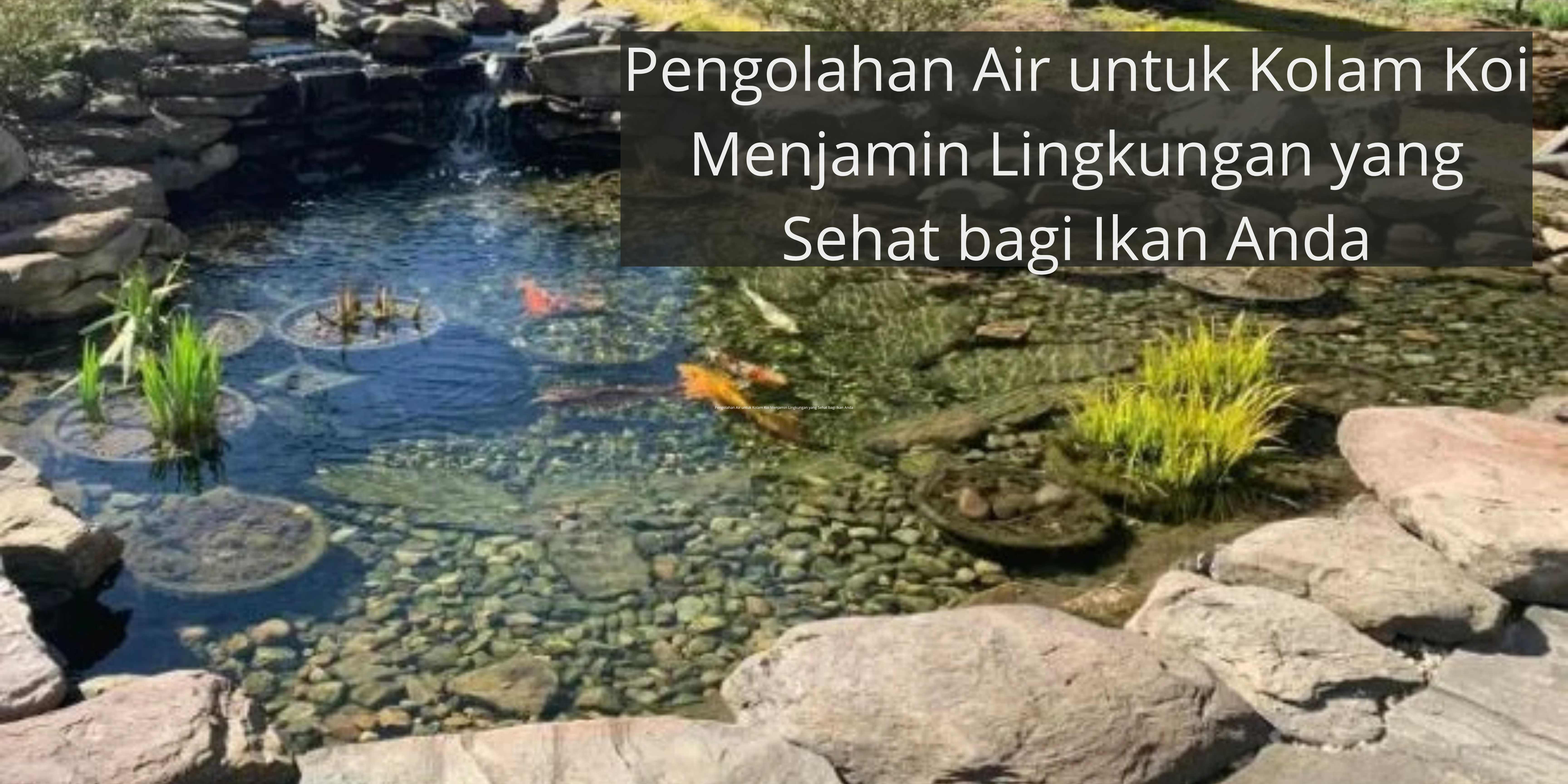 Pengolahan Air untuk Kolam Koi Menjamin Kesehatan Lingkungan